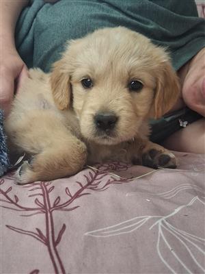 Beautiful Golden Retriever puppies available 