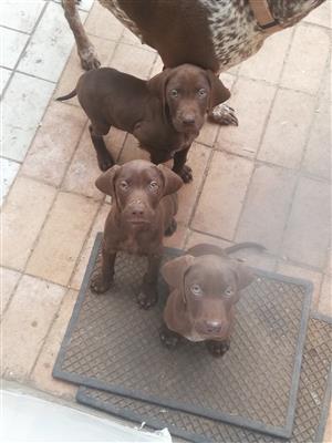 German Short-haired Pointer puppies for sale 