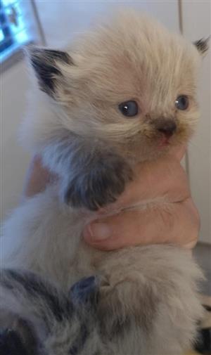 Himalayan persian for sale