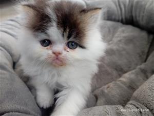  Sweet little kitten is looking for a forever family 