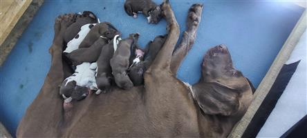 Pointer GSP puppies for sale