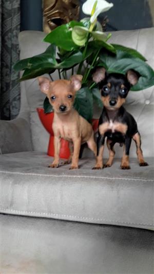 Miniature Doberman Pinscher Puppies