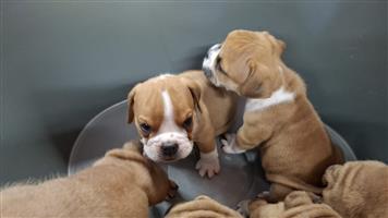 Beautiful English bulldog puppies available
