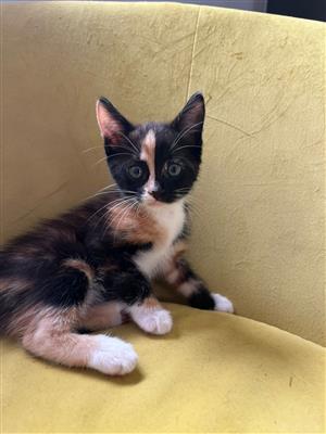 Beautiful kittens available