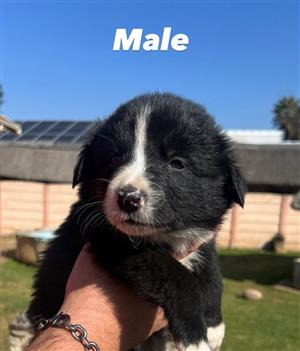 Border Collie puppies