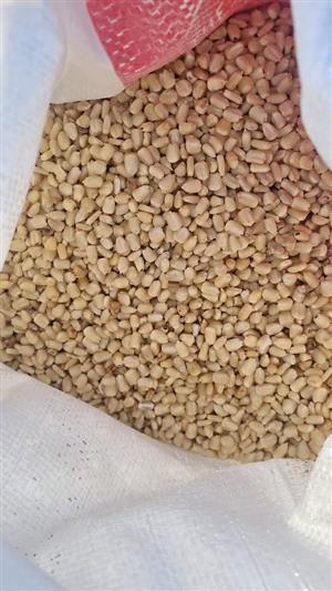 White maize