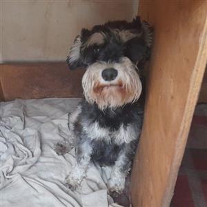 Miniature Schnauzer puppies