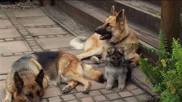 Thoroughbred German Shepherd Pups