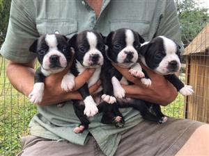 BOSTON TERRIER PUPPIES FOR SALE!!