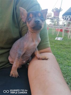 Mexican hairless 