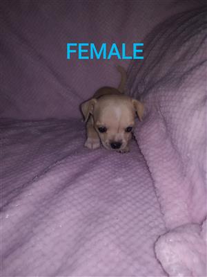 CHIHUAHUA PUPPIES SMALL TIPE FOR SALE 