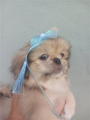 Female Pekingese puppies 