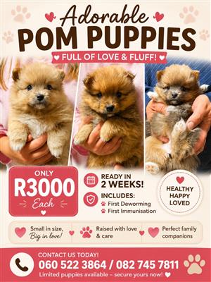 Beautiful Pomeranian Pups