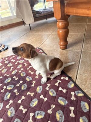 Jack Russel