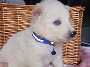Gorgeous Pomsky puppies available
