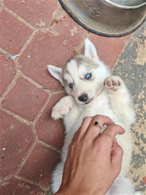 Siberian husky puppy's