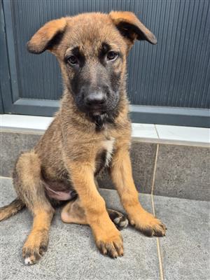 German Shepherd mix Belgian Malinois puppies