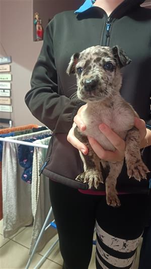 Great dane puppy available