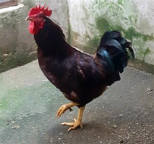 Rhode Island Red Chickens for sale