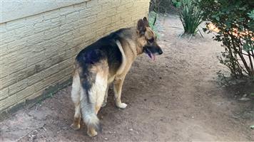 German Shepherd puppies 