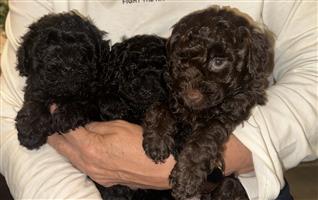 Miniature French Poodles