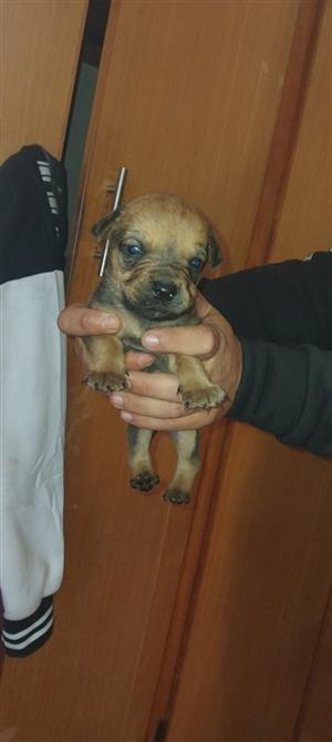 Labrador x german sheperd puppys avaliable