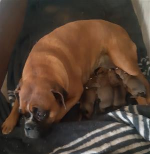 Boxer Puppies for sale