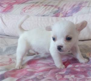 Chihuahua puppy