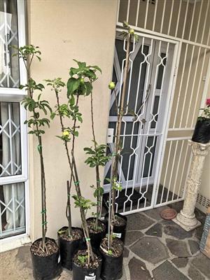 Fruit-bearing Grafted Apple Trees in 10L bags (5 available - see note in description)