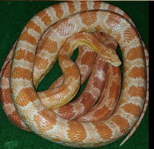 I have 2 corn snakes and 1 taiwanese beauti rat snake for sale 