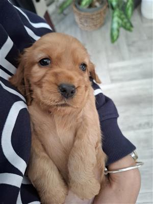 English Cocker Spaniel puppies