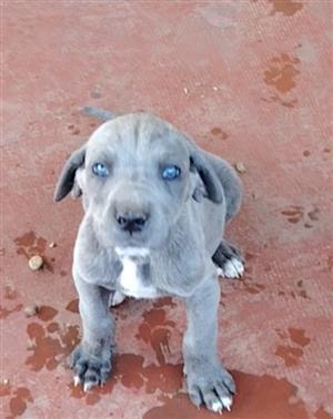 Great dane puppies