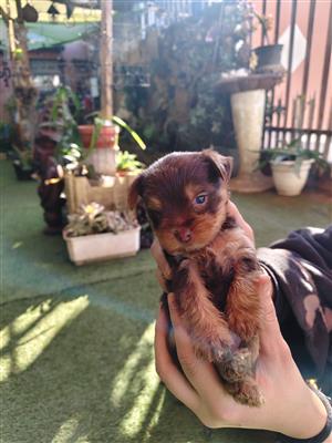Yorkshire puppys