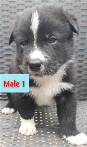 2x Australian Shepherd x Husky pups IN BENONI
