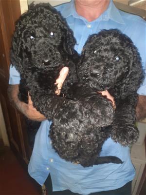 French Poodles Standars