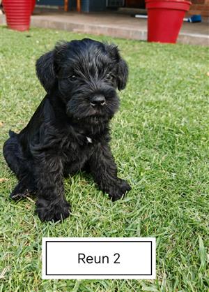 Miniature Schnauzers