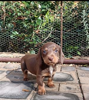 Dachshund puppies for sale! 