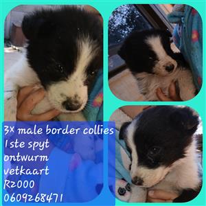 Border collie pups