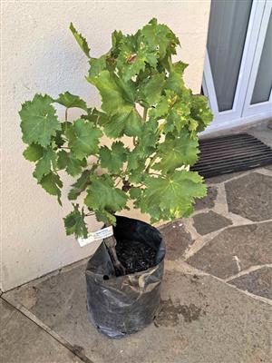 Grafted Established Hanepoot Grape Vines