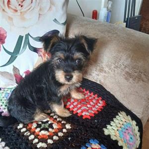 Yorkie 