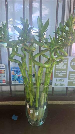 Lucky Bamboo