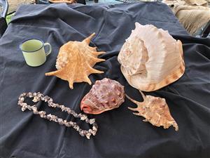 Exotic seashells collection