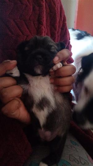 Peekapoo puppies one female for sale will be ready in 6 weeks.