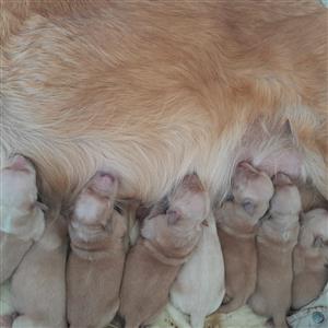 Golden retriever puppies