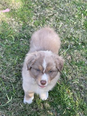 Australian shepherd puppies for sale