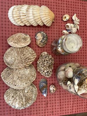 Sea Shells