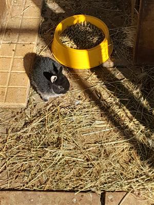Netherland dwarf baby bunnies