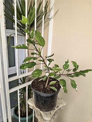 Beautiful Variegated Hibiscus (red flower)