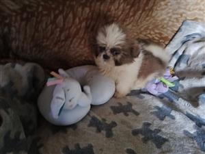 Shihtzu puppies stunning