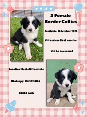 Border Collie